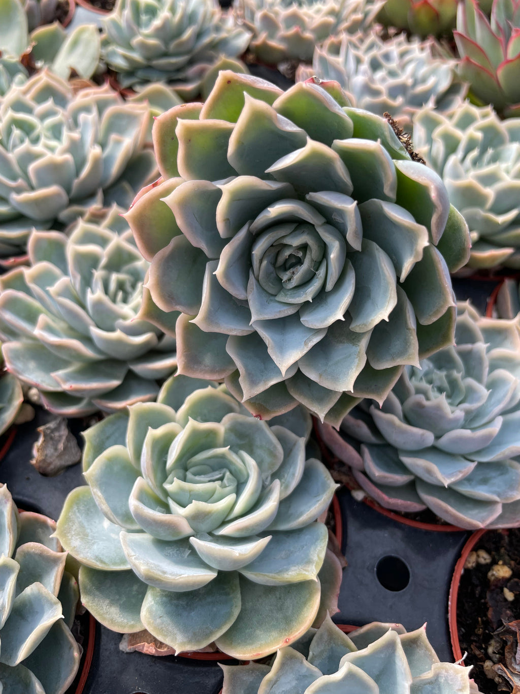 Echeveria Carino - Tray of 40