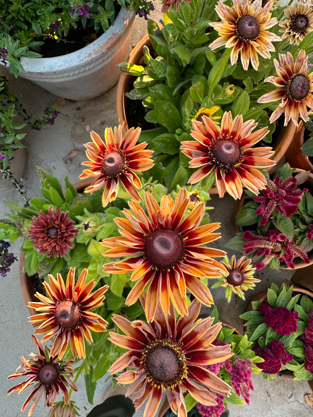 Rudbeckia Sahara seeds