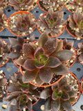 Echeveria Preta - Tray of 40