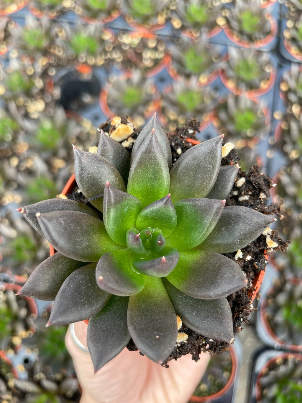 Echeveria New Black - Tray of 40
