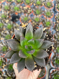 Echeveria New Black - Tray of 40