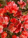Godetia salmon seeds