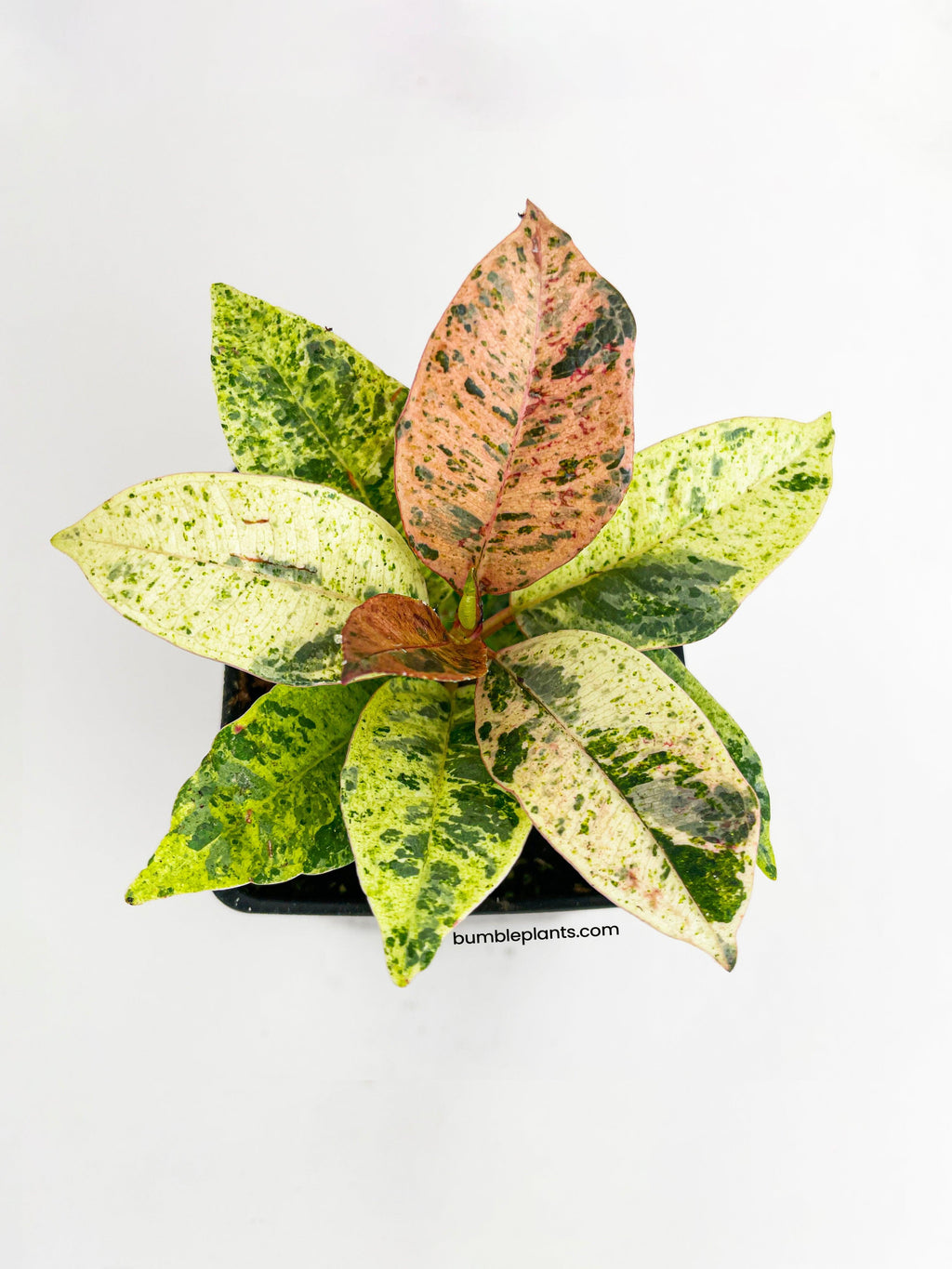 Ficus Elastica Shivereana "Moonshine"