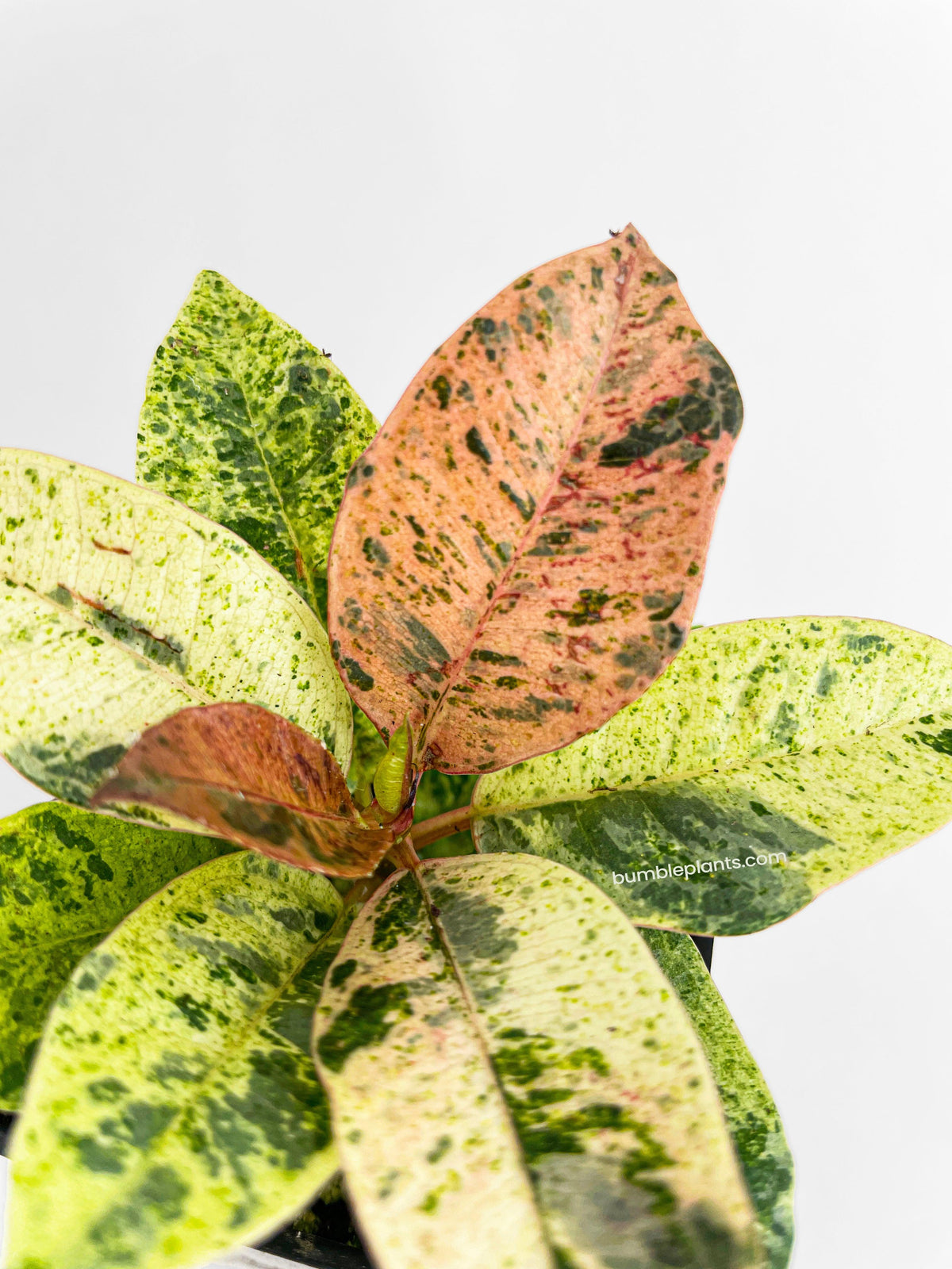 Ficus Elastica Shivereana "Moonshine"