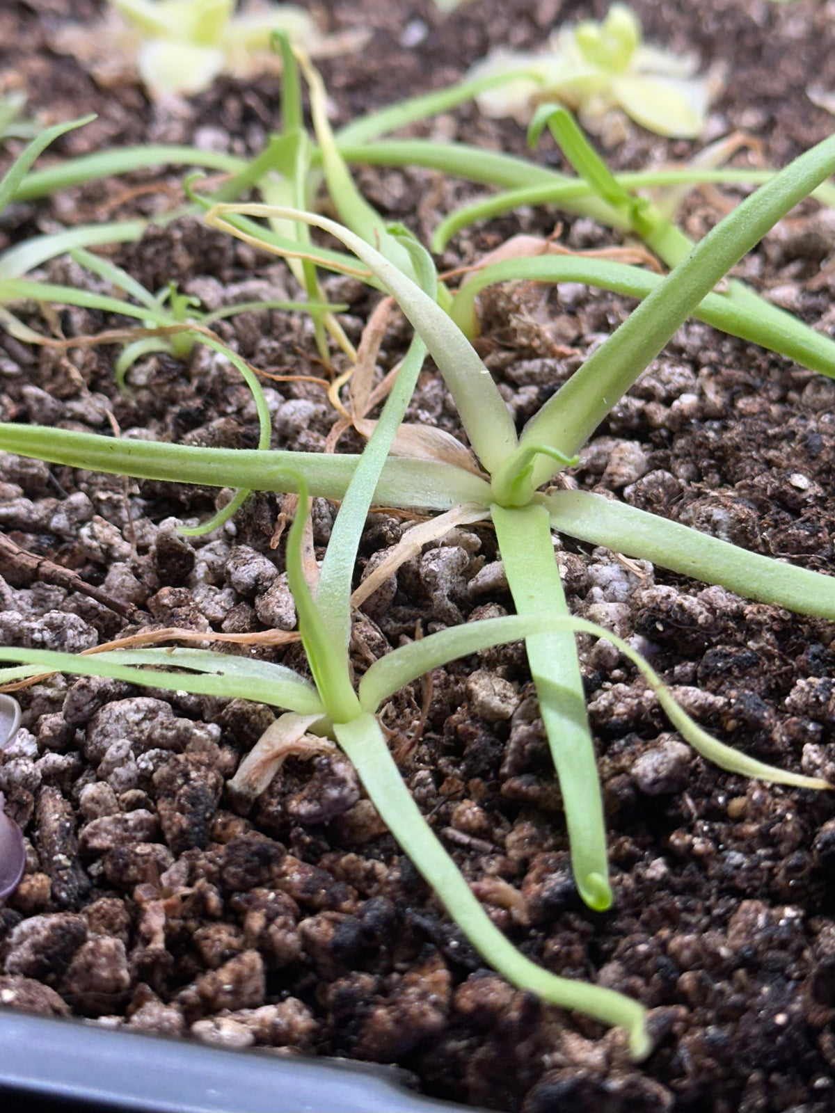 Pinguicula moctezumae