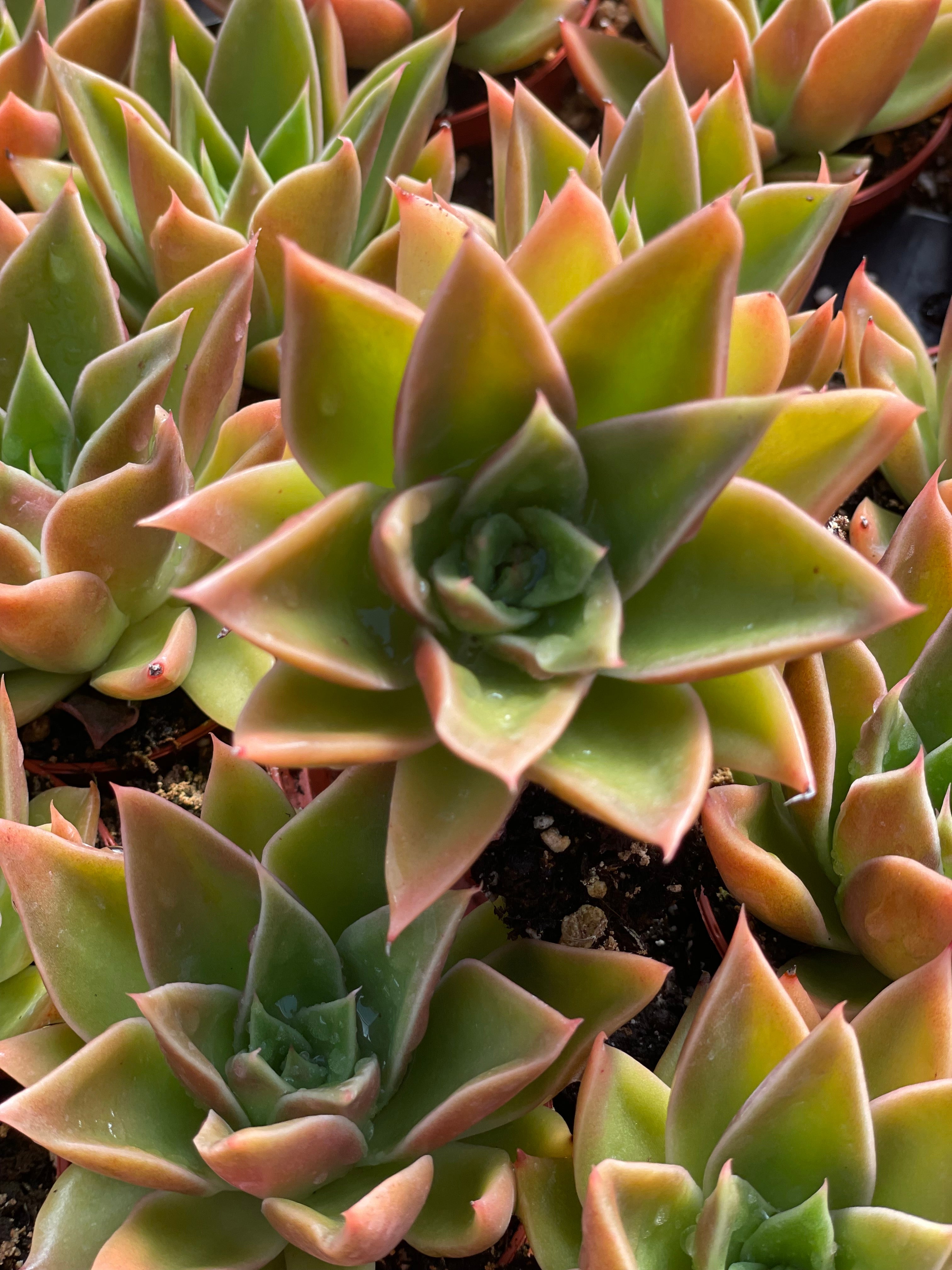 Echeveria Mexicana - Tray of 40