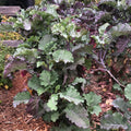 Purple Tree Collard Cutting – Unrooted Perennial Kale, Edible Leafy Green, Heirloom Brassica oleracea for Garden & Food Forest