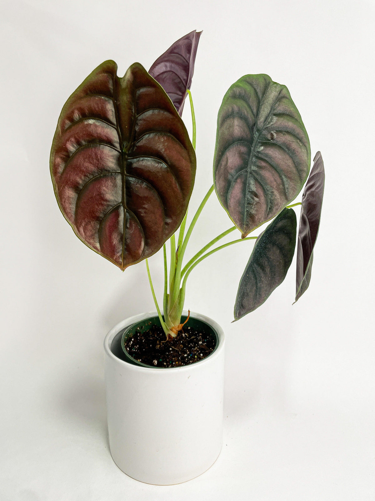 Alocasia Cuprea Red Secret Jewel