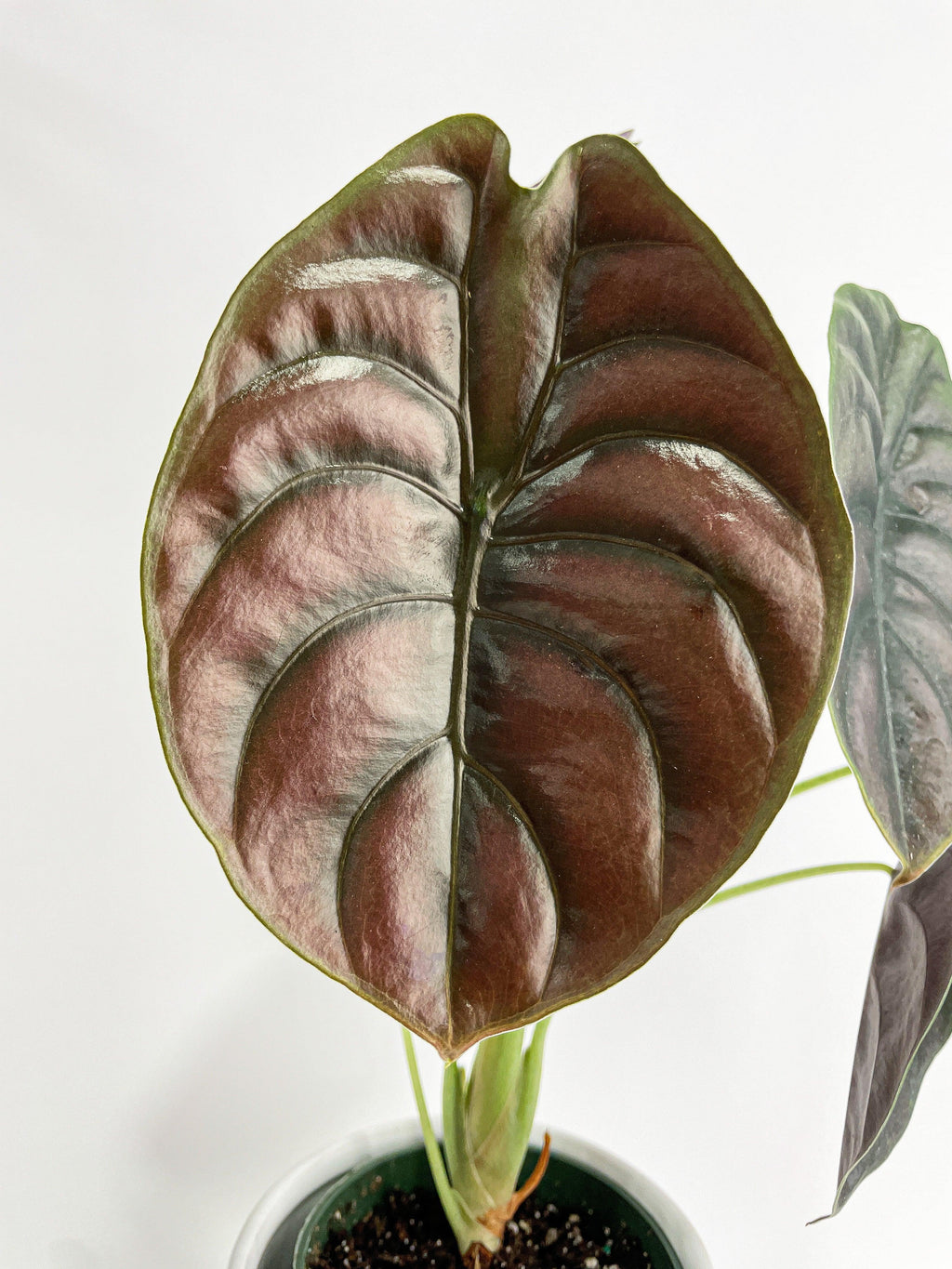 Alocasia Cuprea Red Secret Jewel