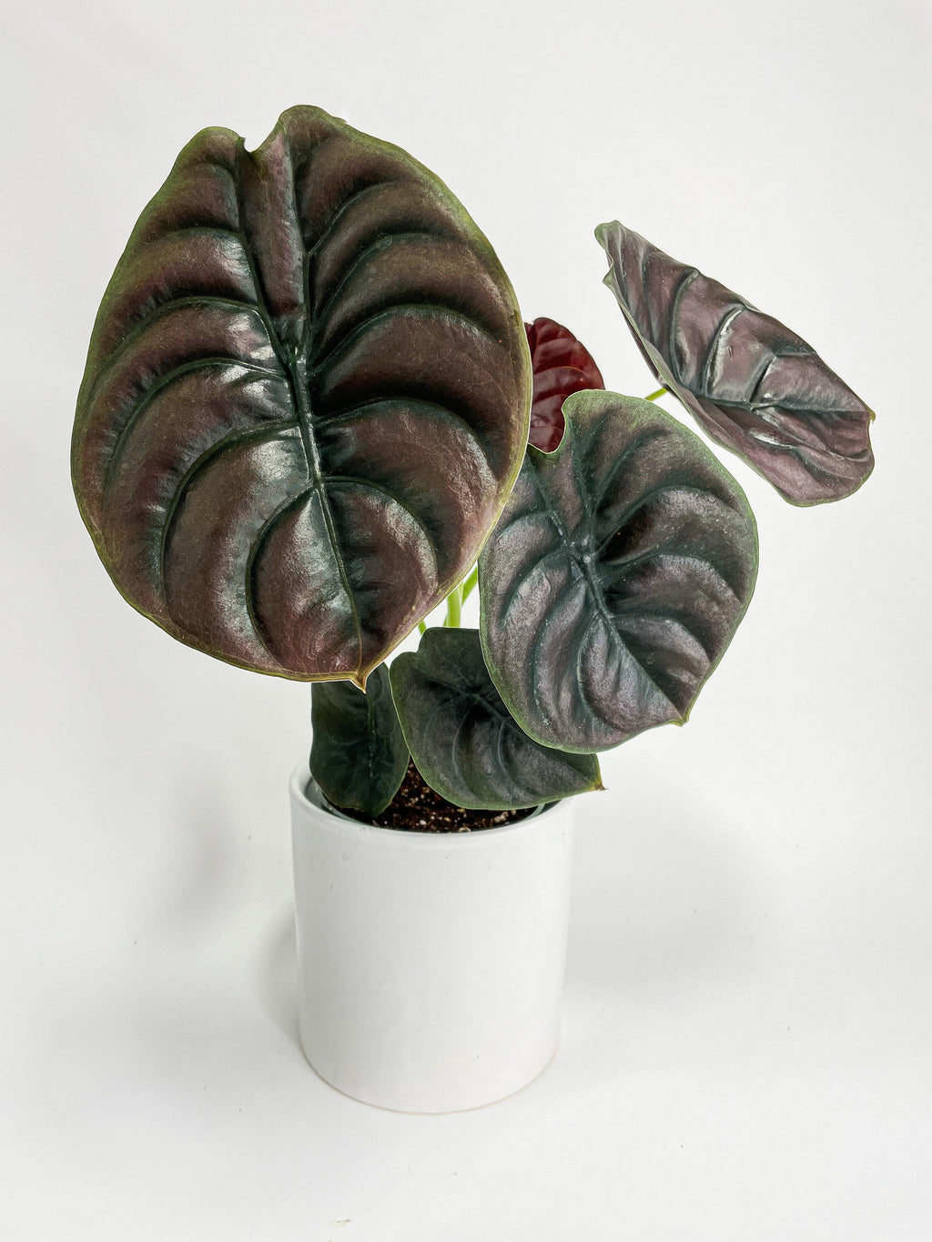Alocasia Cuprea Red Secret Jewel
