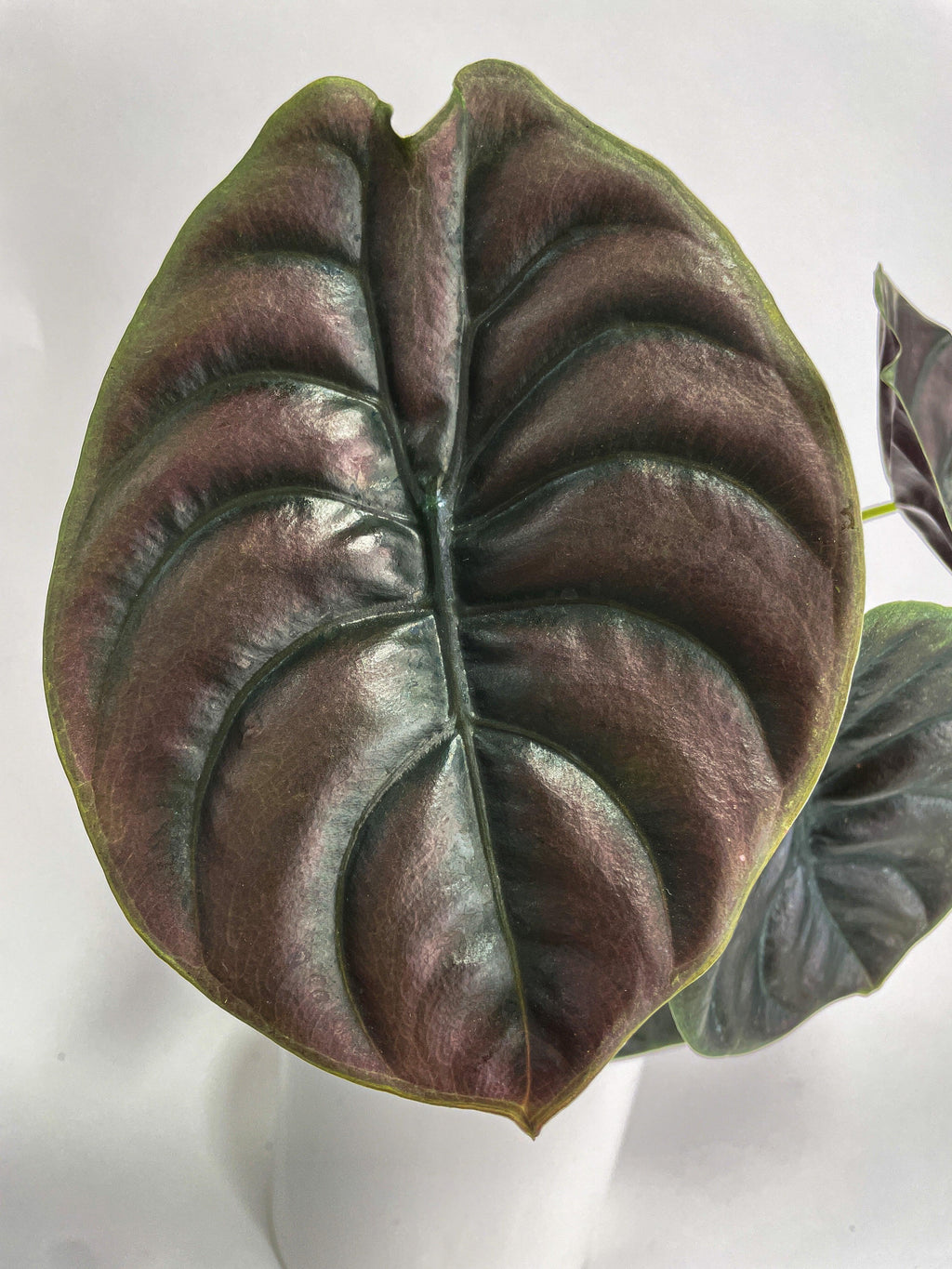 Alocasia Cuprea Red Secret Jewel