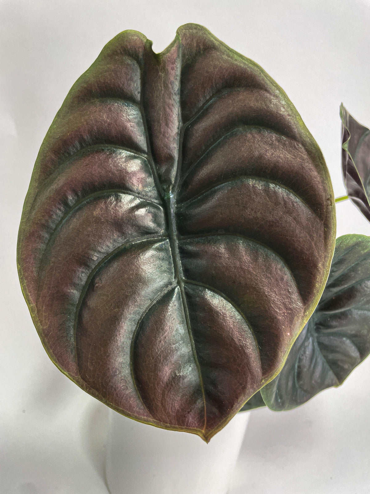 Alocasia Cuprea Red Secret Jewel