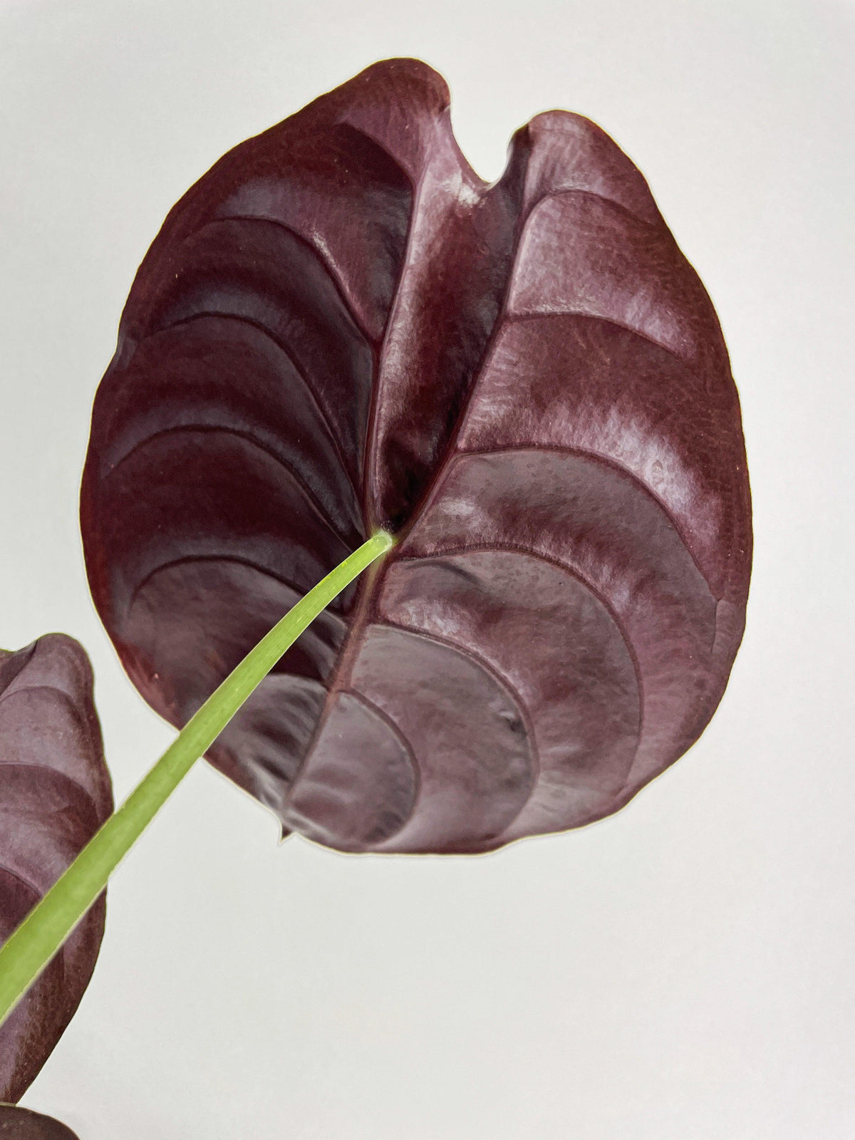 Alocasia Cuprea Red Secret Jewel