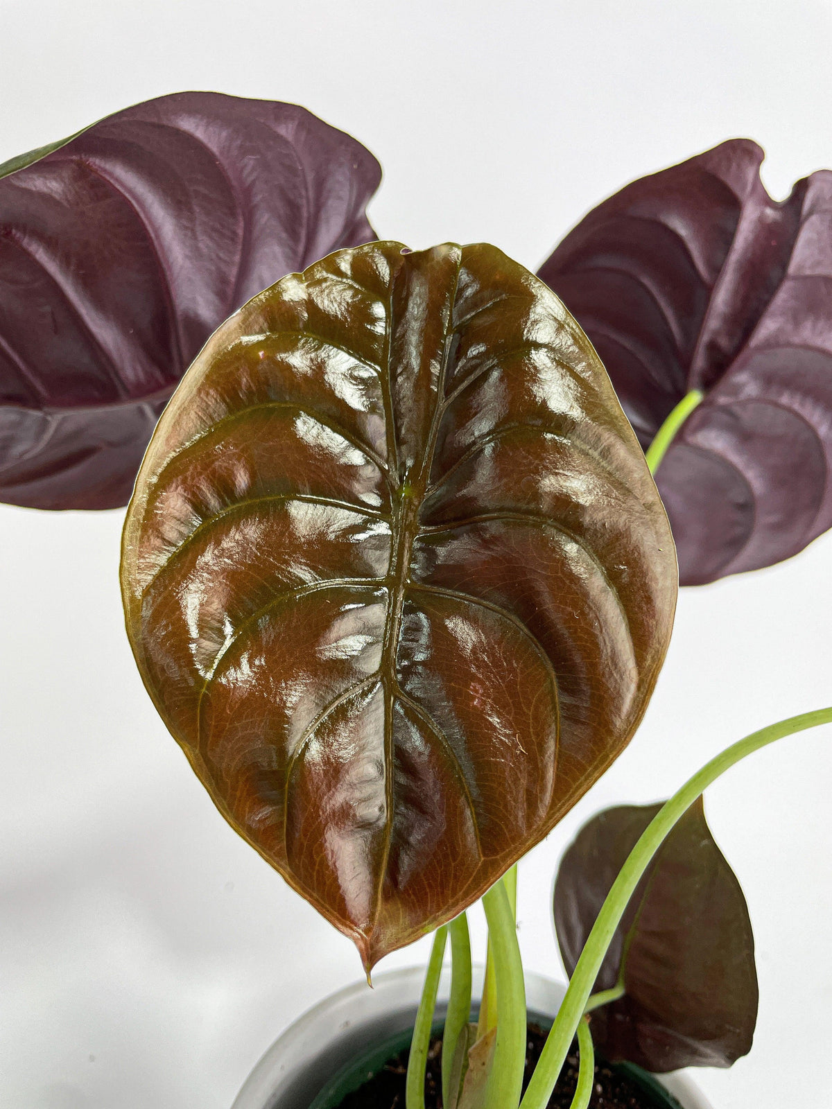 Alocasia Cuprea Red Secret Jewel