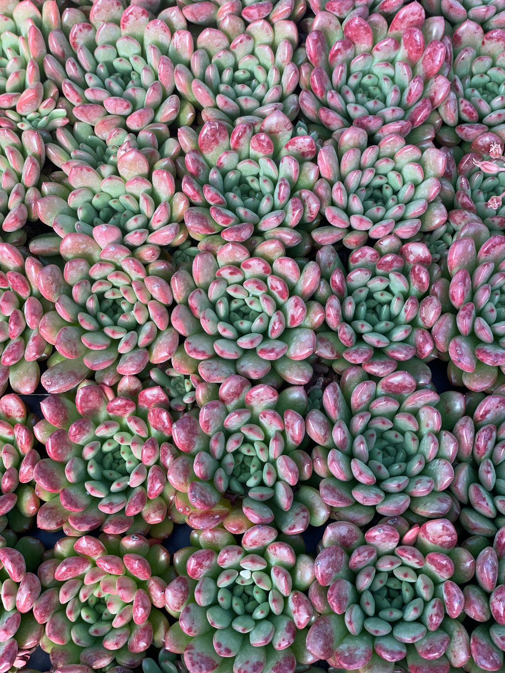 Echeveria Pink Ruby - Tray of 40