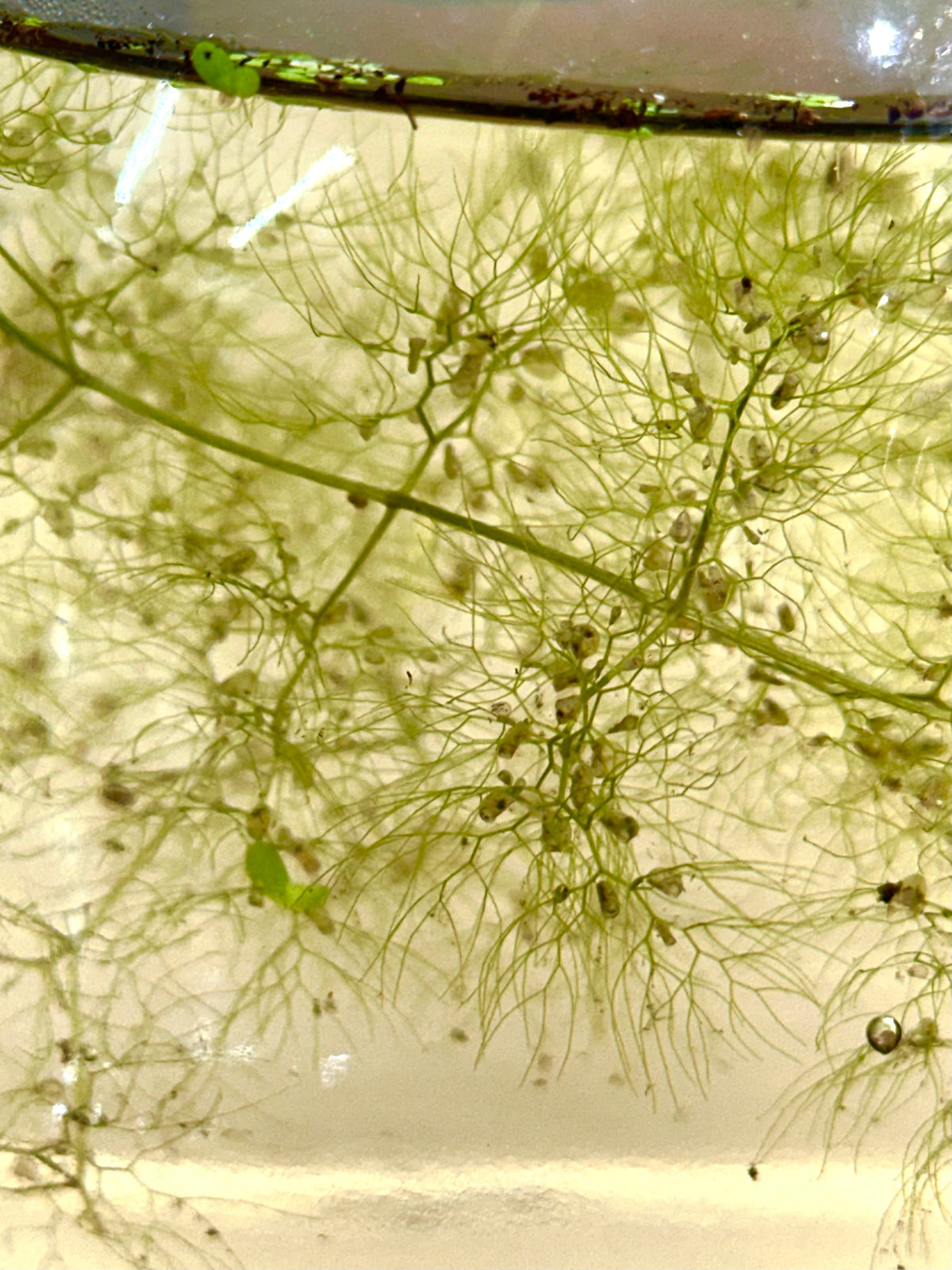 Utricularia macrorhiza