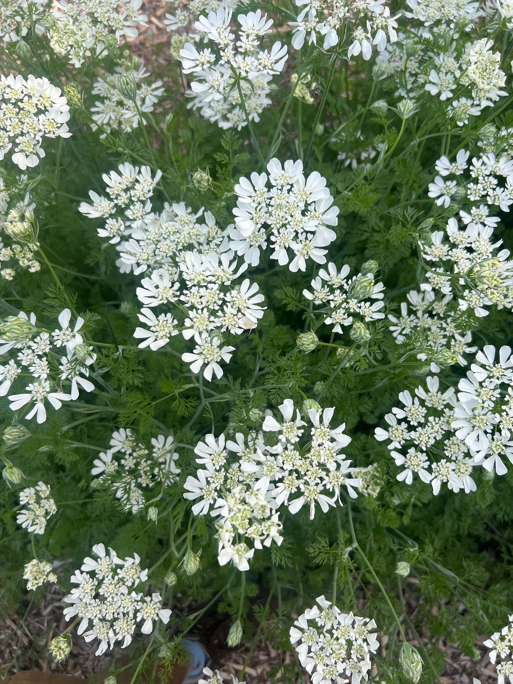 Orlaya seeds
