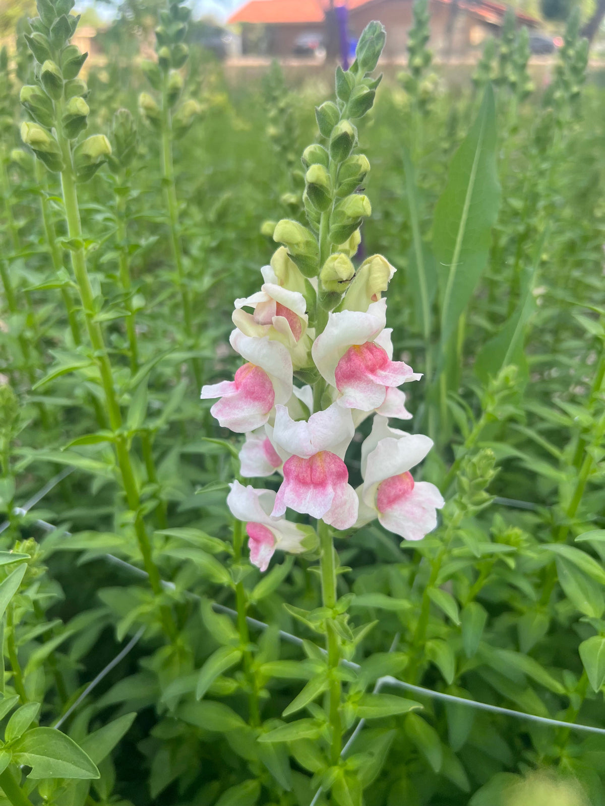 Snapdragon Potomac appleblossom seeds
