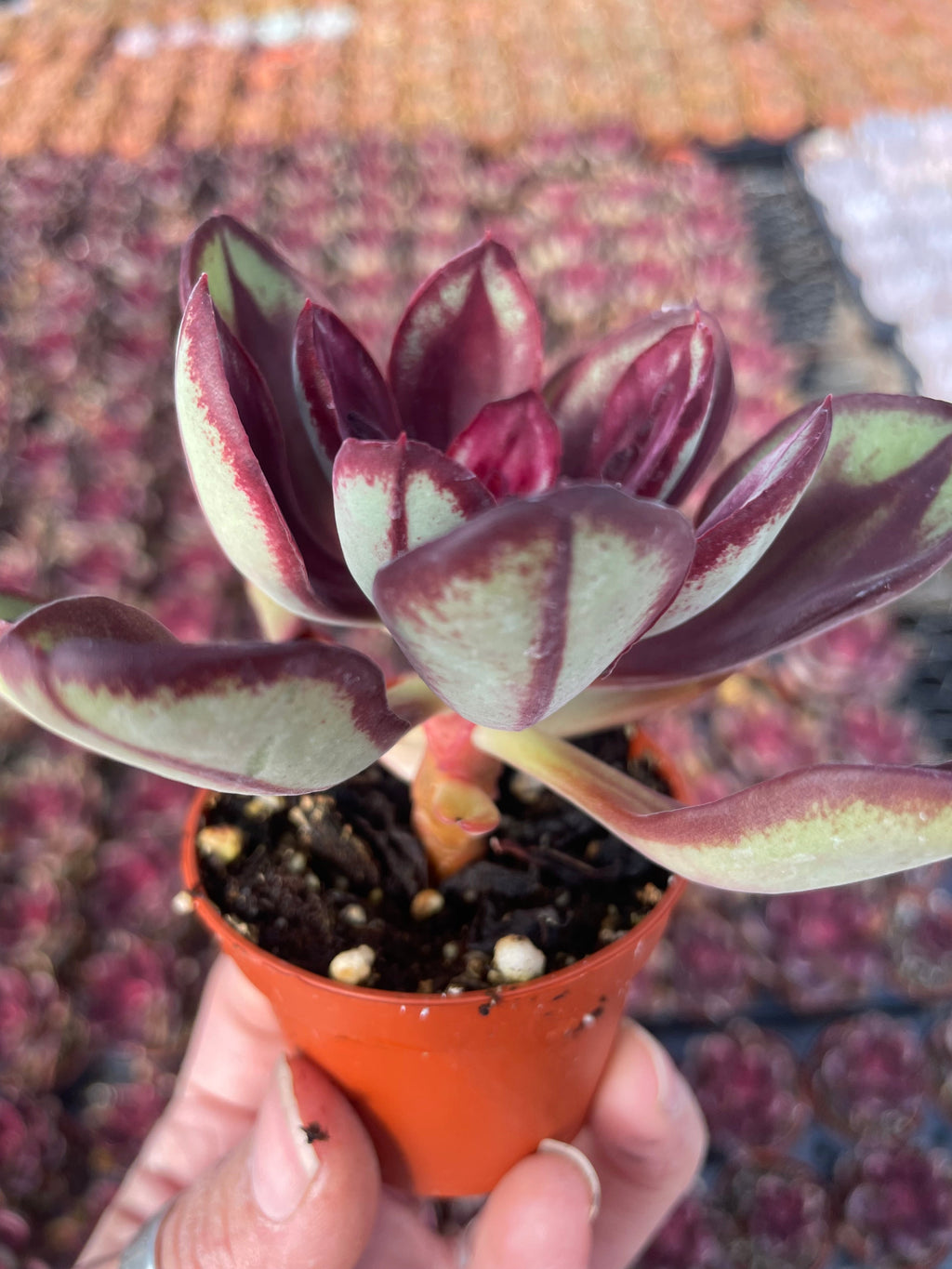 Echeveria Nodulosa Benitsukasa - Tray of 40