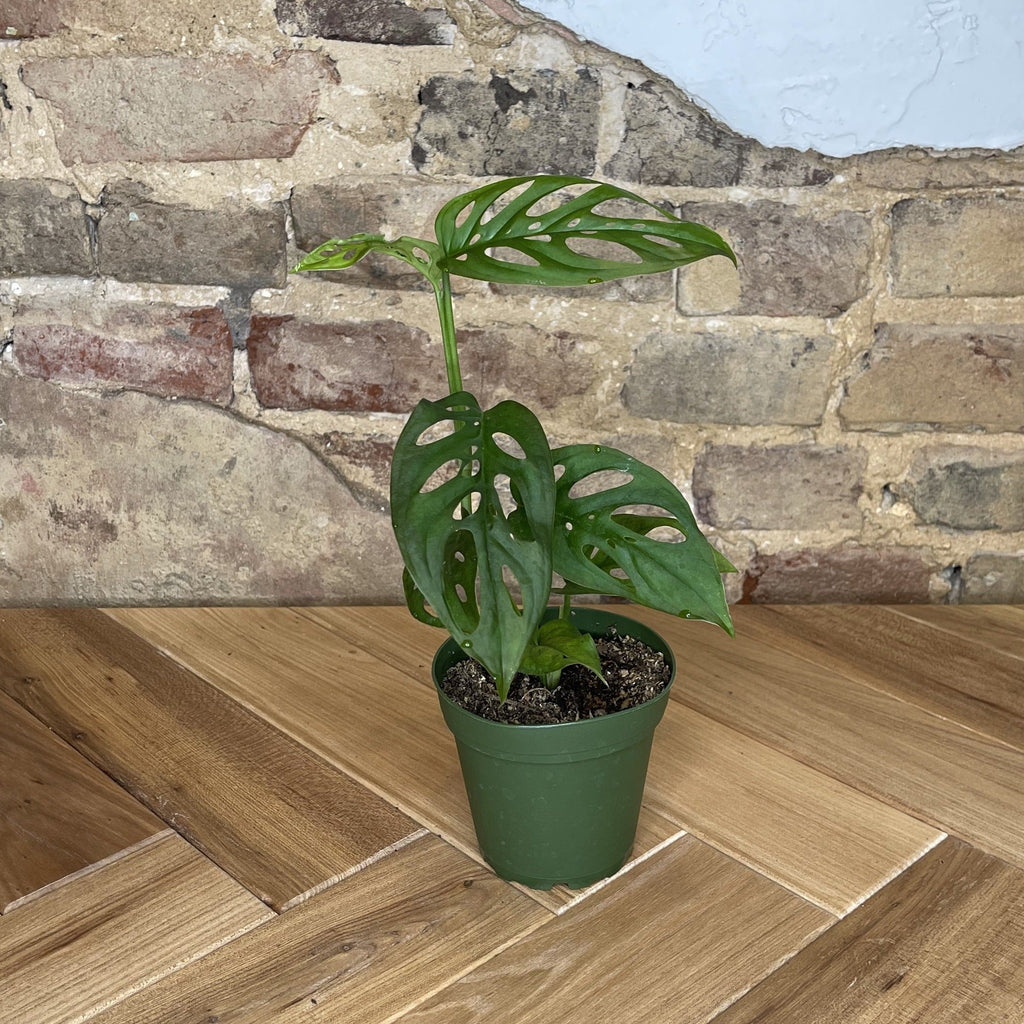 Monstera Adansonii