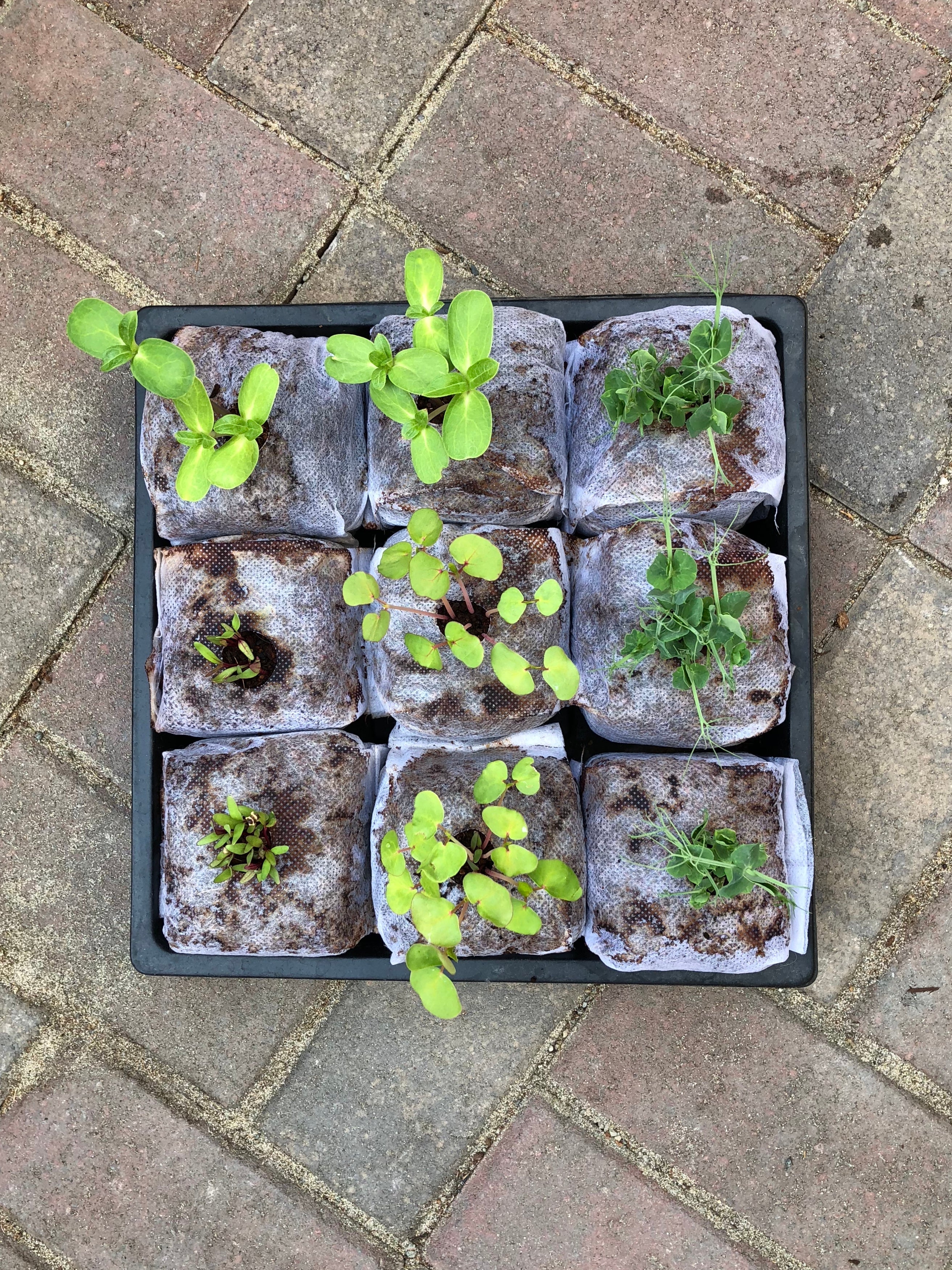 Germination Tray w/dome 10"x10" - no holes