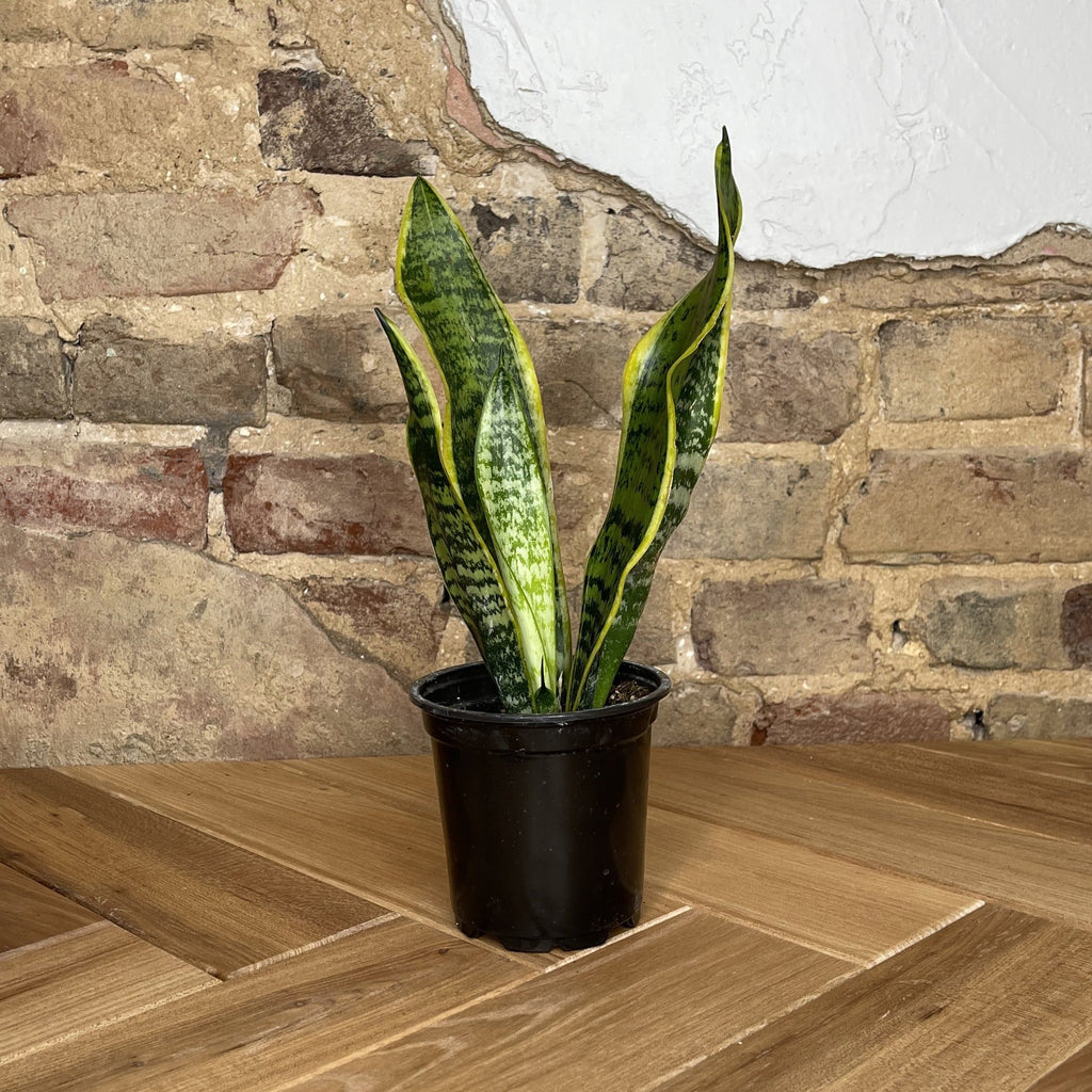 Snake Plant Laurentii