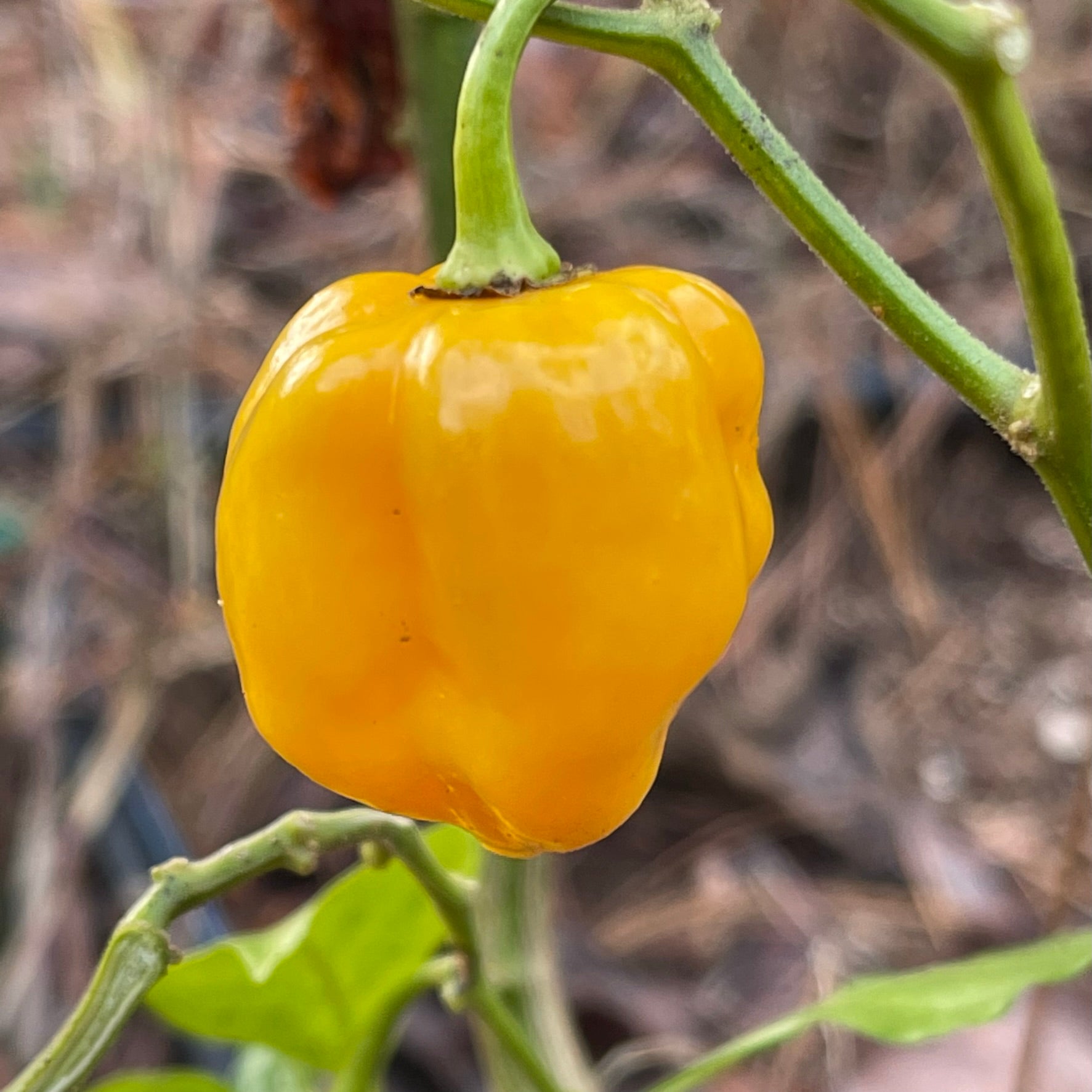 Fatalii x Red Savina - Seeds