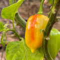 Fatalii x Red Savina - Seeds