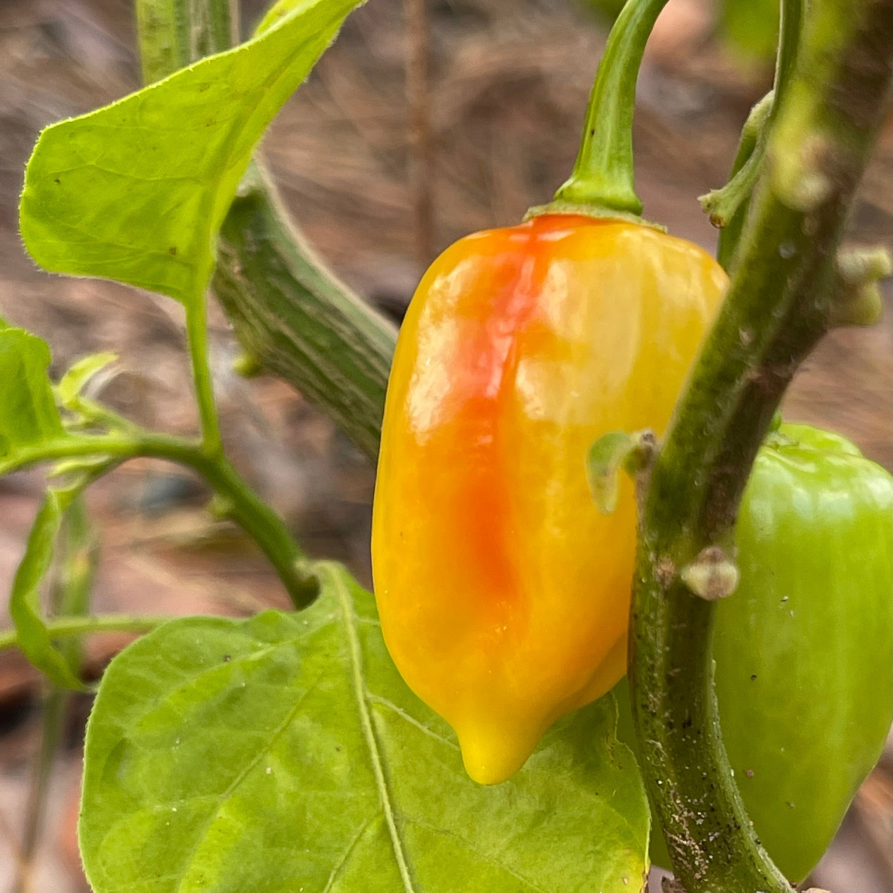 Fatalii x Red Savina - Seeds
