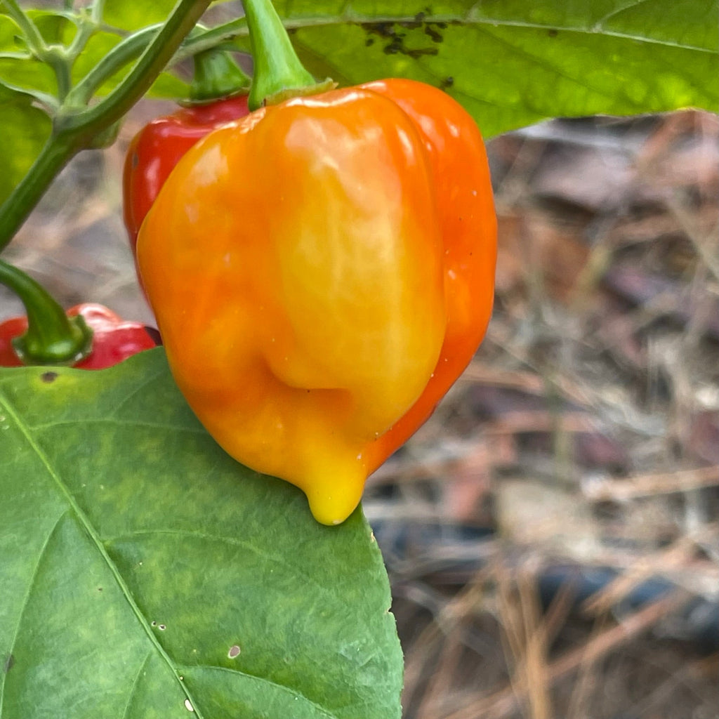 Fatalii x Red Savina - Seeds