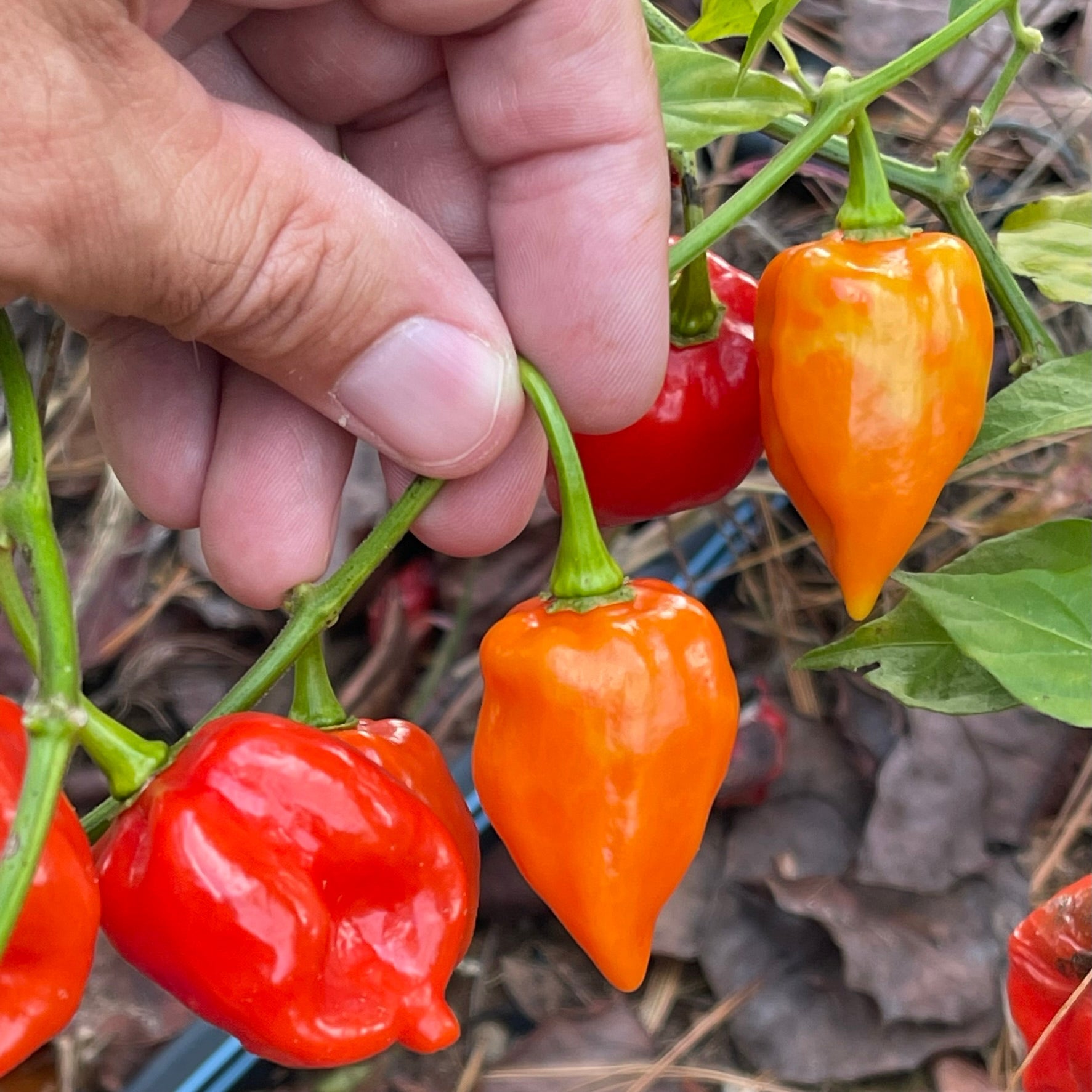 Fatalii x Red Savina - Seeds