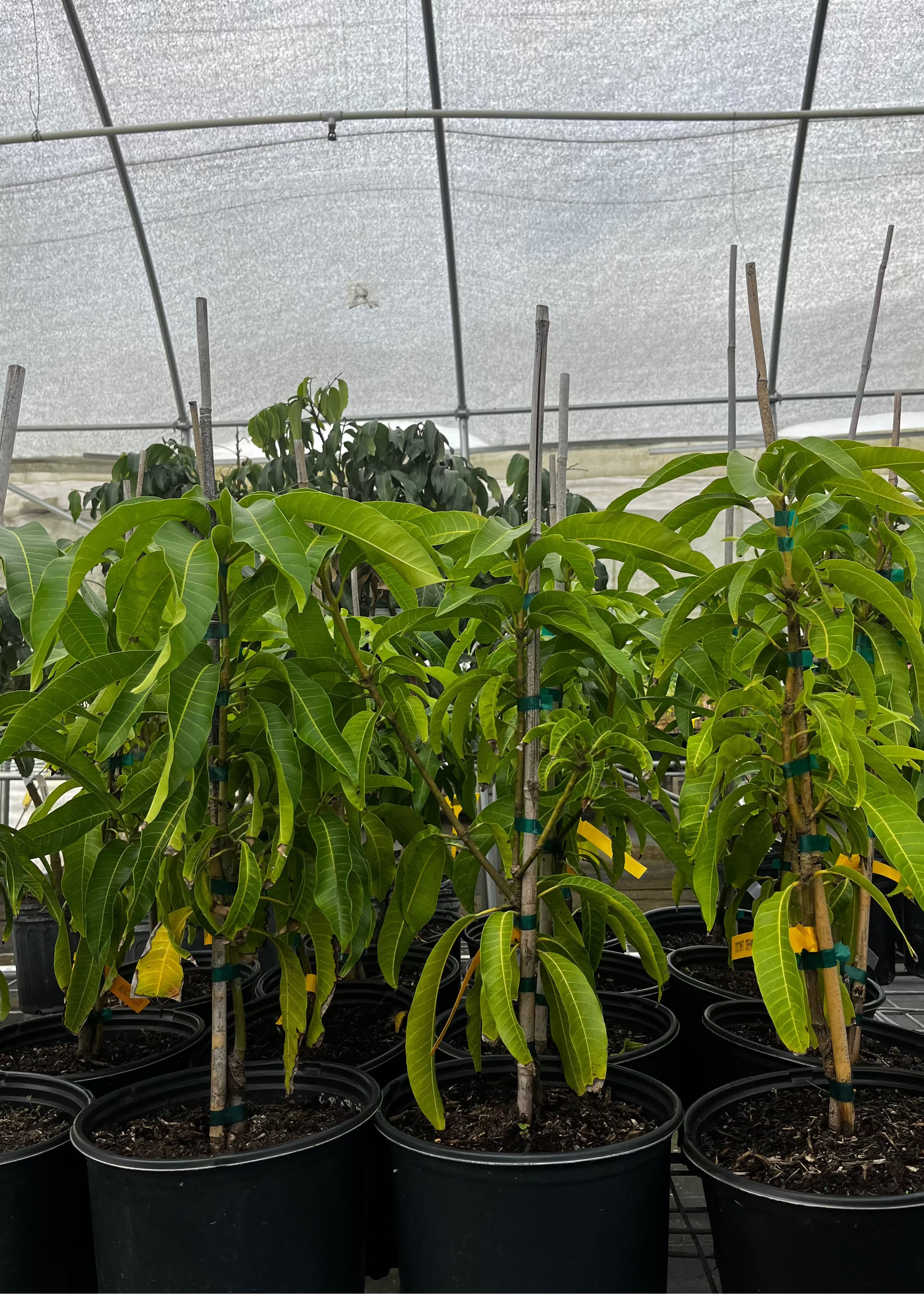 Mango 'Coconut Cream' (Mangifera indica)