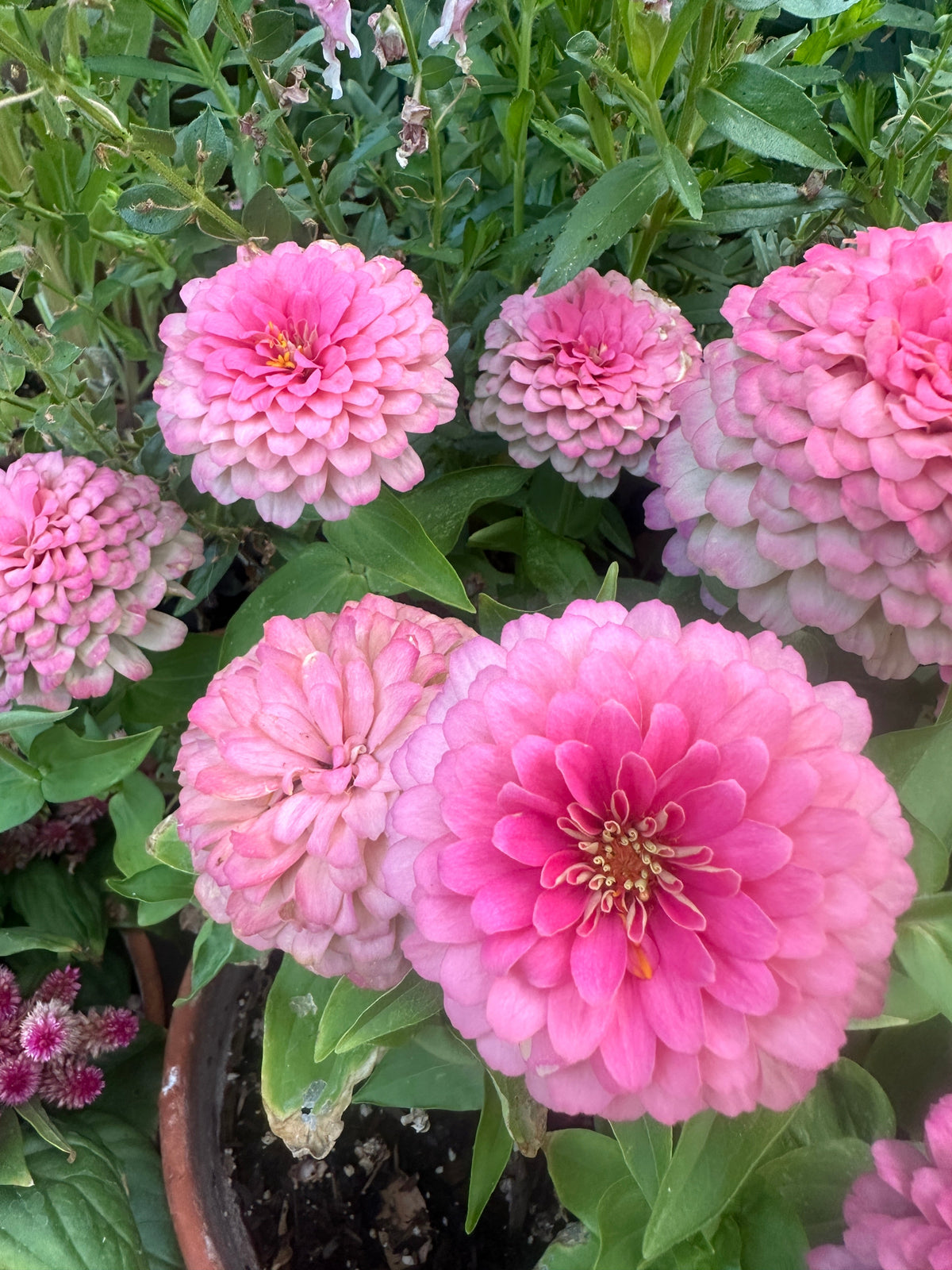 Zinnia Dreamland 'Pink' seeds
