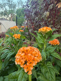 Cockscomb Queen Orange celosia seeds
