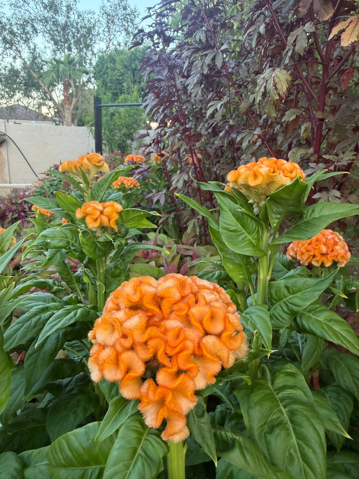 Cockscomb Queen Orange celosia seeds
