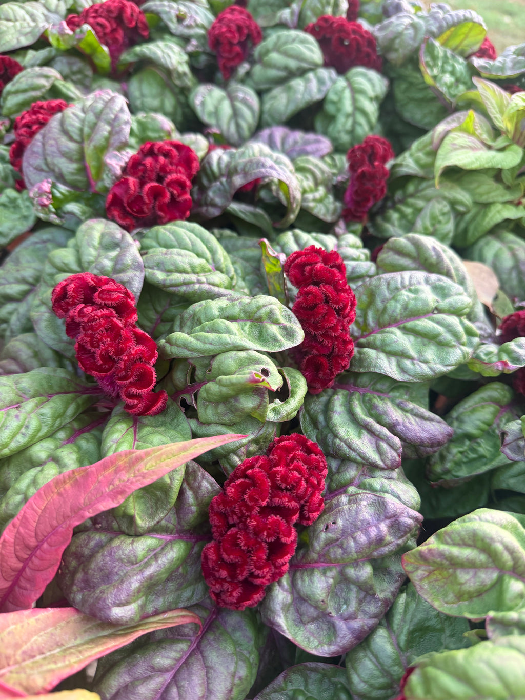 Cockscomb celosia Brainiac Raven Red seeds