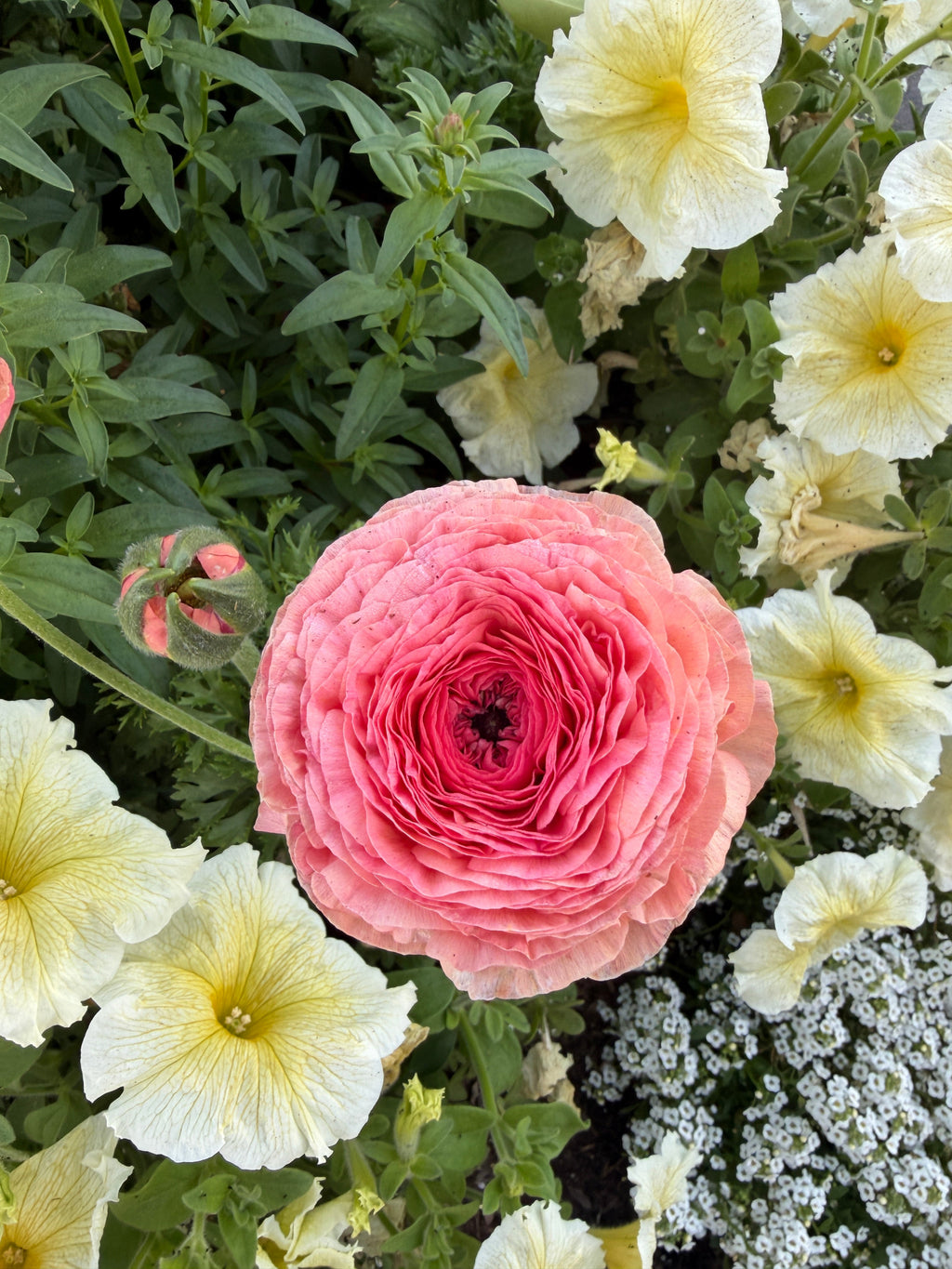 Ranunculus half Clone 'Tango'