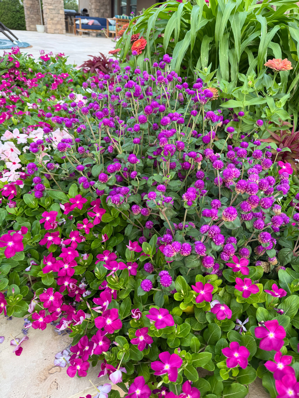 Gomphrena Gnome 'purple' seeds