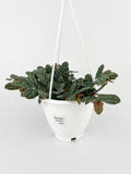 Watermelon Begonia (Pellionia Pulchra)