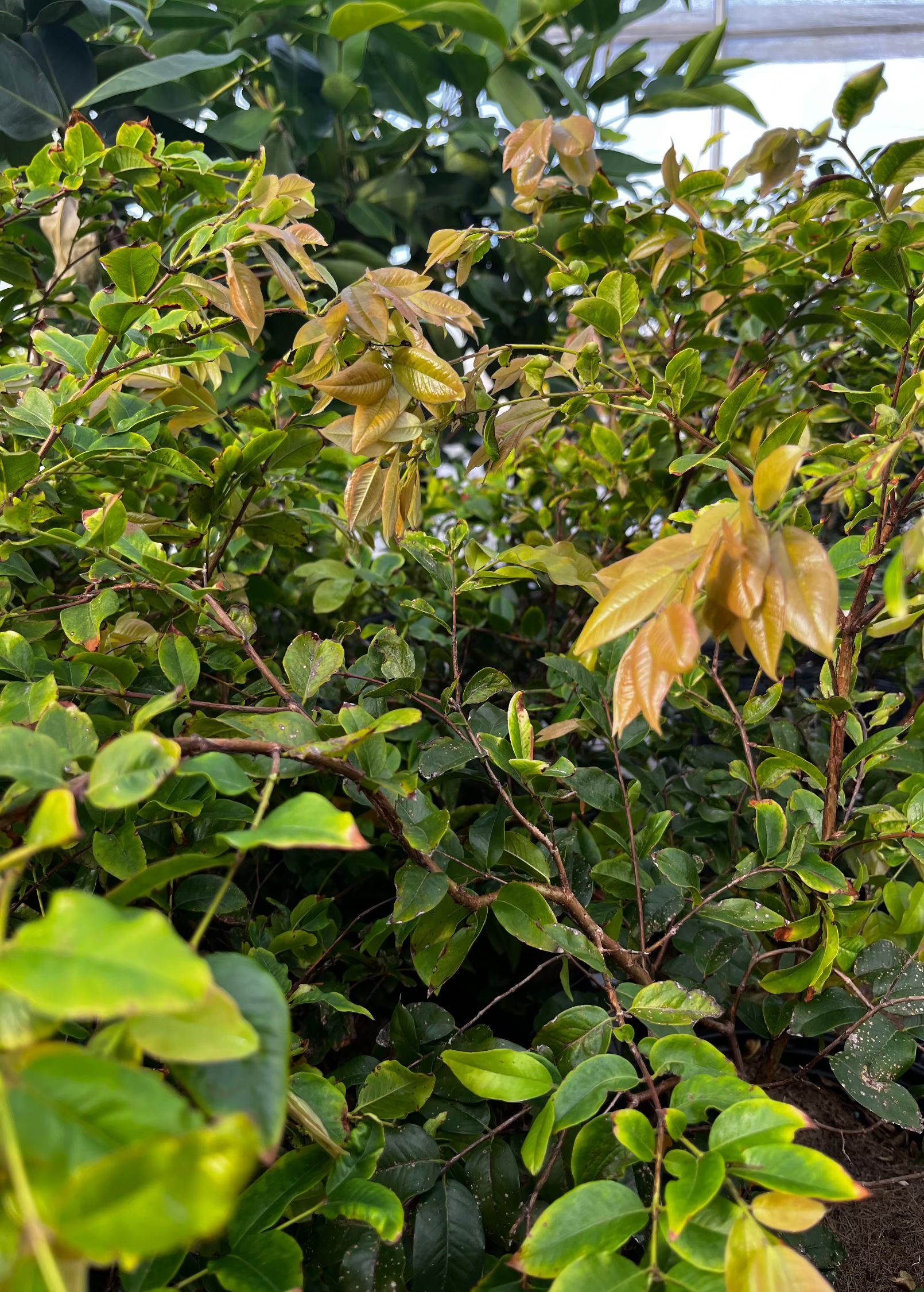 Jaboticaba, Red (Myrciaria Plinia cauliflora x aureana)