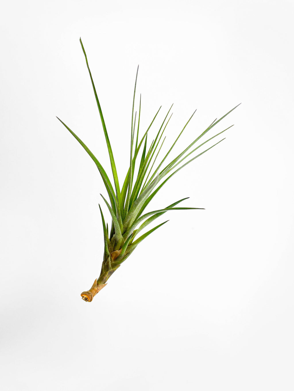 Tillandsia Moonlight Air Plant