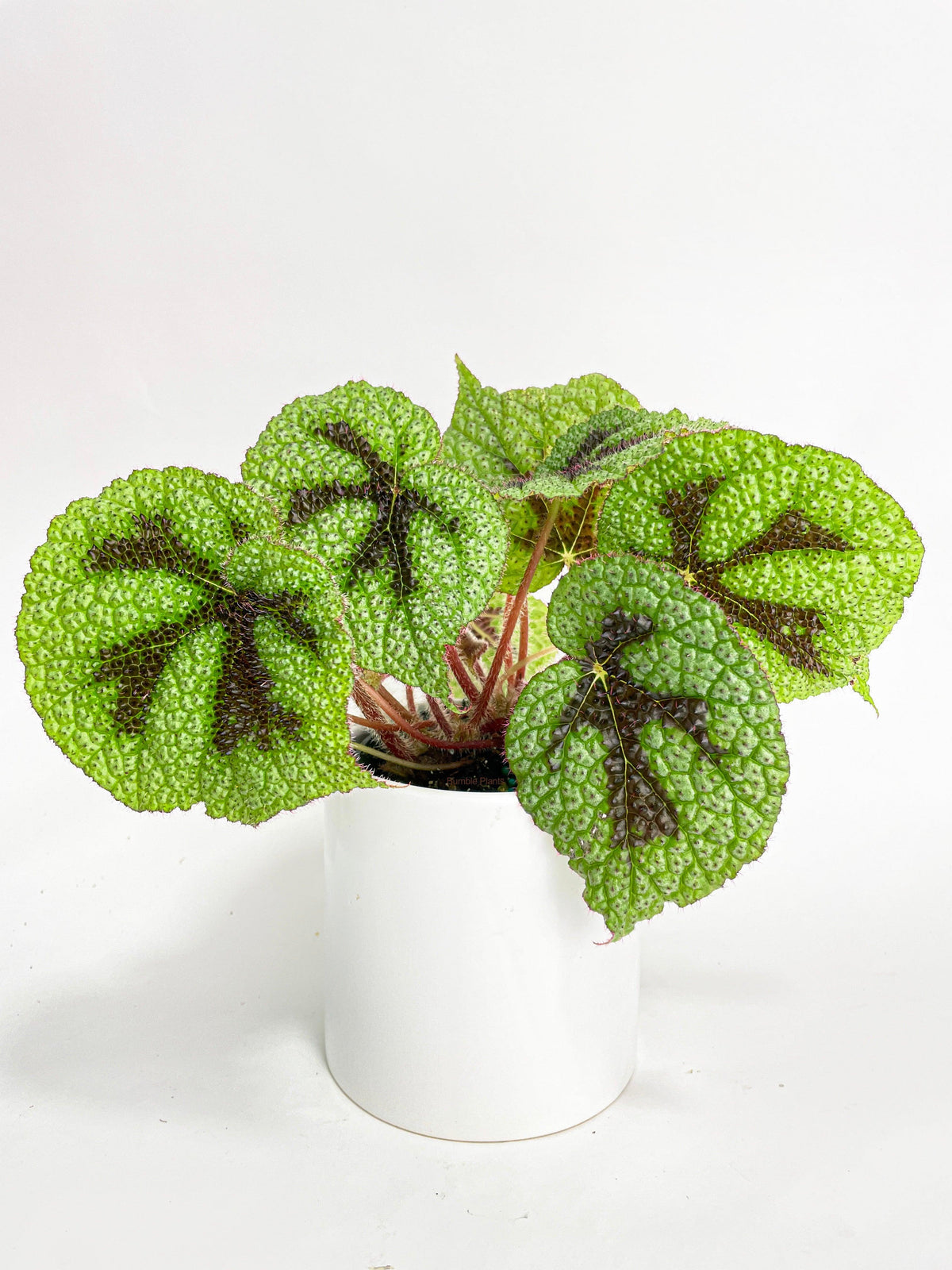 Begonia Masoniana 'Iron Cross'