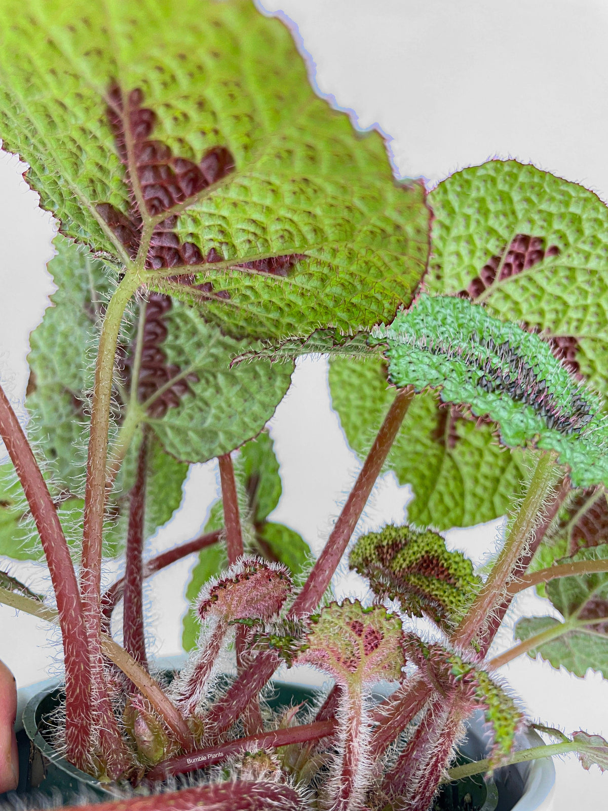 Begonia Masoniana 'Iron Cross'