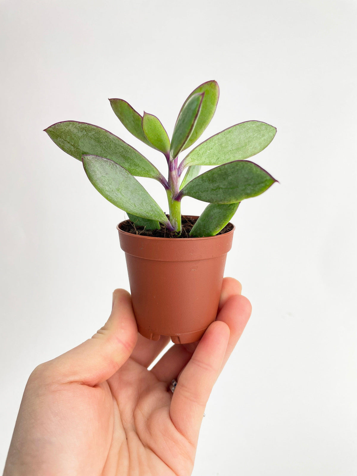 Vertical Leaf Senecio Purple Succulent