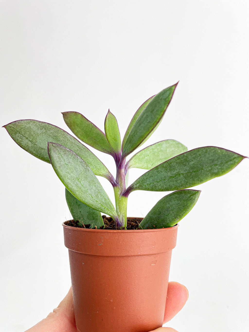 Vertical Leaf Senecio Purple Succulent