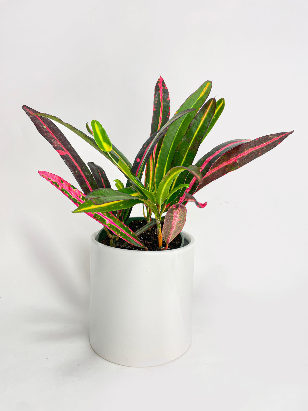 Croton 'Mammy and Daughter'
