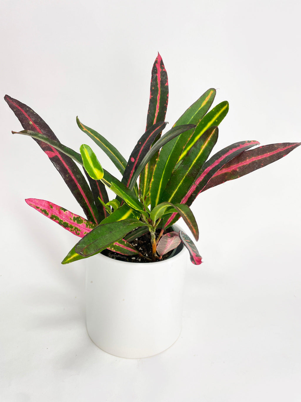 Croton 'Mammy and Daughter'