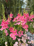 Chantilly 'light pink' snapdragon seeds