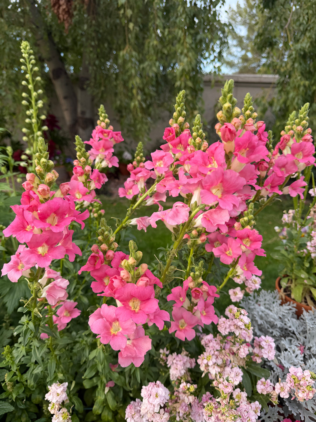 Chantilly 'light pink' snapdragon seeds