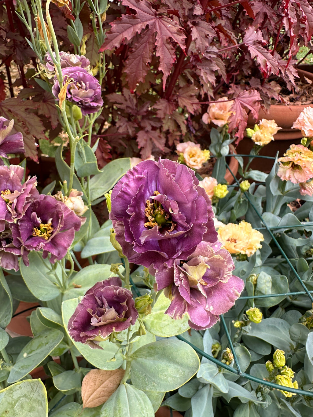 Lisianthus Roseanne Black Pearl seeds